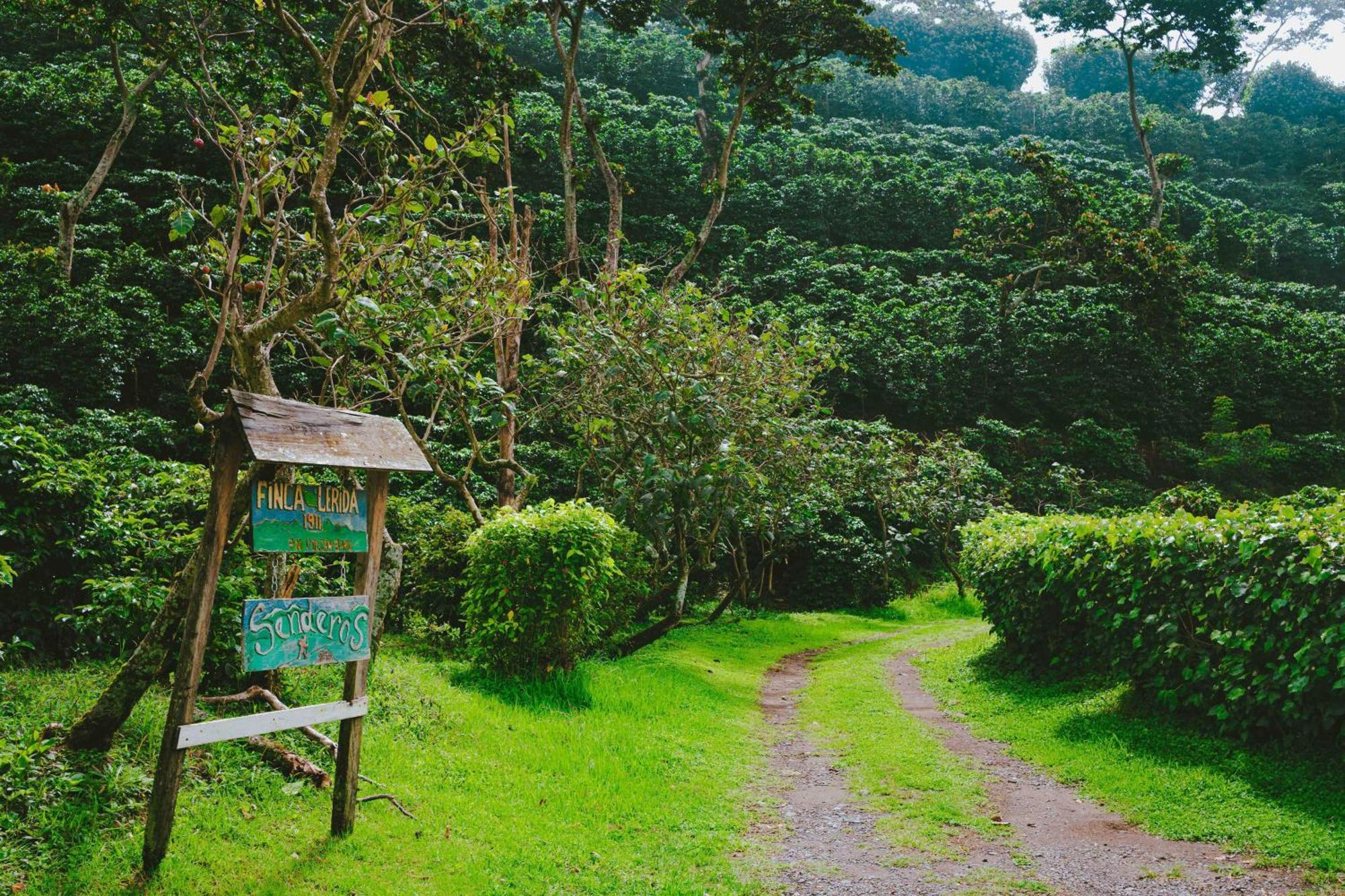 Hotel Finca Lerida Coffee Plantation And Boutique Hotel Boquete Exterior photo